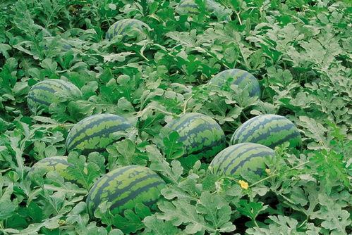 郯城网红吃瓜群微信号是多少,微信号背后的神秘世界