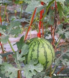 免费吃瓜福利网红,网红带你畅游娱乐圈