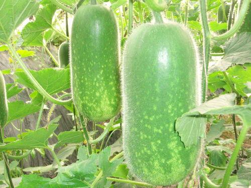 肖静雯55吃瓜网,揭秘娱乐圈幕后故事