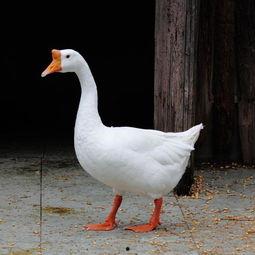 网红大鹅鹅吃瓜视频,揭秘网红圈幕后故事