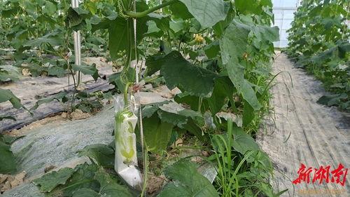 株洲网红吃瓜群微信,揭秘微信里的热门话题与幕后故事