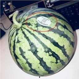 网红s弯吃瓜,揭秘娱乐圈背后的秘密与真相