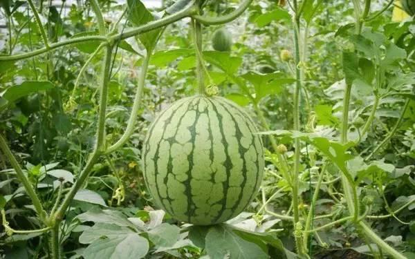 重庆网红最近吃瓜,一场吃瓜盛宴的幕后风云