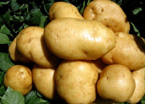 土豆直播间网红吃瓜视频