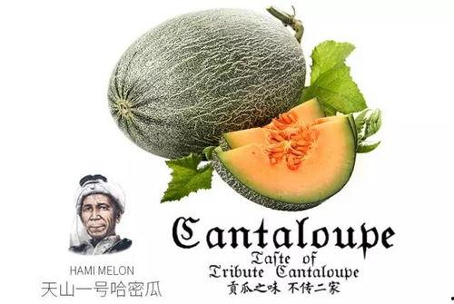 qq网红吃瓜推荐