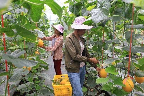 沂蒙山的网红吃瓜
