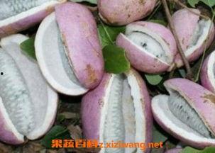 恩施网红吃瓜事件视频,一场网络狂欢背后的真相揭秘