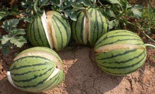 成都吃瓜网红事件真相