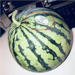 网红最近吃的瓜水煮瓜是什么瓜