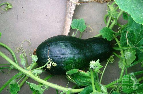 网红蔡二哥吃瓜图片大全,网红美食大揭秘