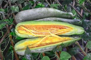 网红吃瓜集合,揭秘娱乐圈幕后故事