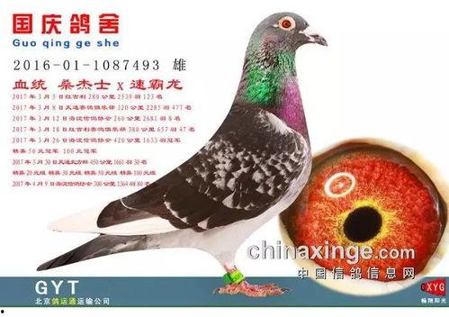 网红吃瓜鸽子图片高清,高清画面引网友热议